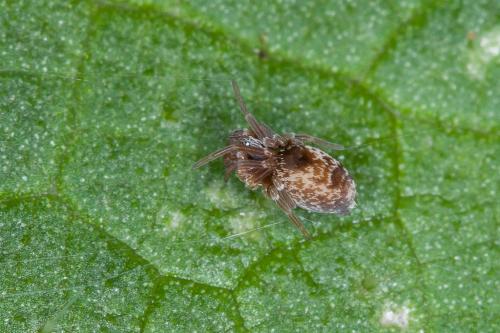 Réf. 201 630 : Dictyna sp.